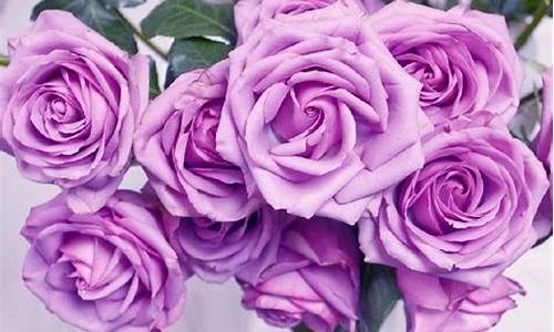 紫色玫瑰花语和寓意_紫色玫瑰花语和寓意及花语