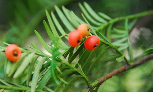 红豆杉的养殖方法和注意事项_红豆杉的养殖方法和注意事项盆栽