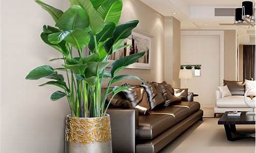 客厅最旺家的绿植_客厅最旺家的绿植盆栽