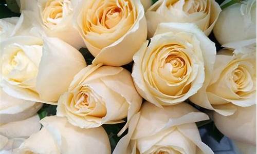 十一朵白玫瑰代表什么意思_白玫瑰为什么不能随便送人