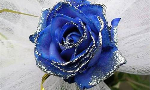 蓝色玫瑰花花语和寓意表_蓝色玫瑰花花语和寓意表达的意思