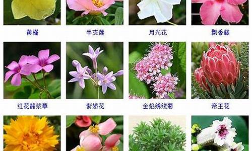 花卉名称大全100种_花卉名称大全100种图片