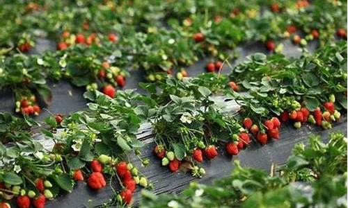 草莓种植技术与管理_草莓种植技术与管理法